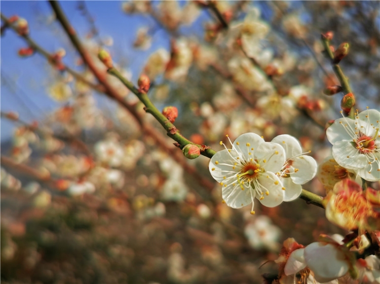 永泰赏万亩青梅花休闲摄影穿越野炊 周边游 福州晴天户外 踏足户外联盟