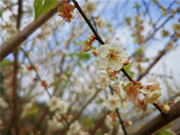 永泰赏万亩青梅花休闲摄影穿越野炊 周边游 福州晴天户外 踏足户外联盟