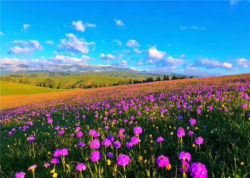 天山最美行摄线路: 喀拉峻花海3日轻徒步-夏塔古道深度探索-赛里木湖环湖-六星街美拍9日活动